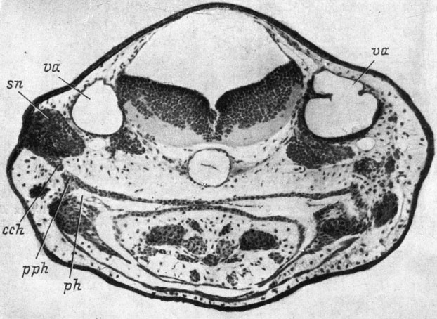 Рис. 37. Поперечный срез головы личинки  Triton cristatus karelini длиной 10.5 мм с обонятельным мешком, пересаженным в область слухового пузырька. (Увел. 76)
