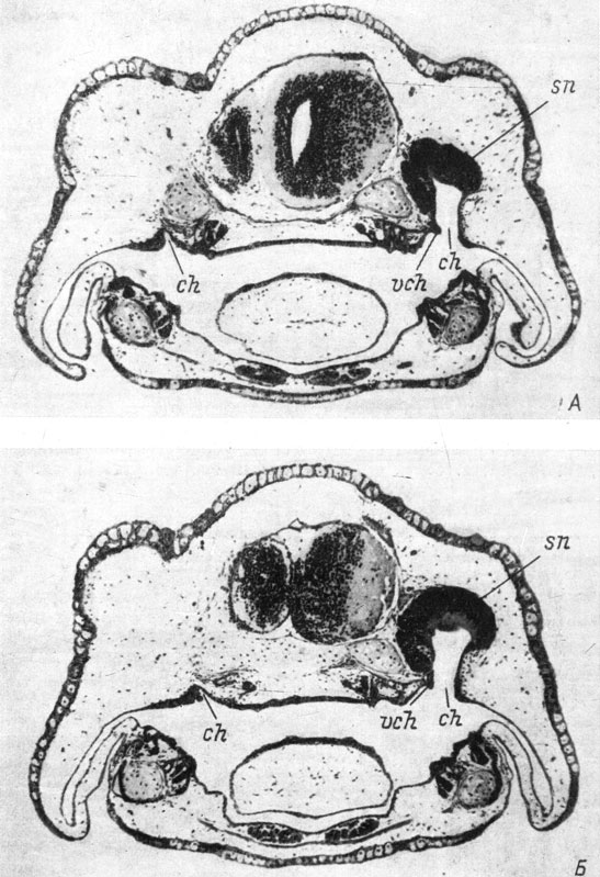 Рис. 39. Поперечные срезы через область хоаны у оперированных личинок Pleurodeles waltlii длиной 22.5 мм, стадия 54 (А - хоана без клапана) и длиной 22 мм, стадия 54 (Б - на латеральной стенке хоаны есть маленький вырост эпителия). Слева орган обоняния отсутствует. (Увел. 38)