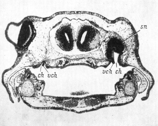 Рис. 40. Поперечный срез через область хоаны у оперированной личинки Hynobius keyserlingii длиной 31 мм.  Слева орган обоняния отсутствует.  (Увел. 38)