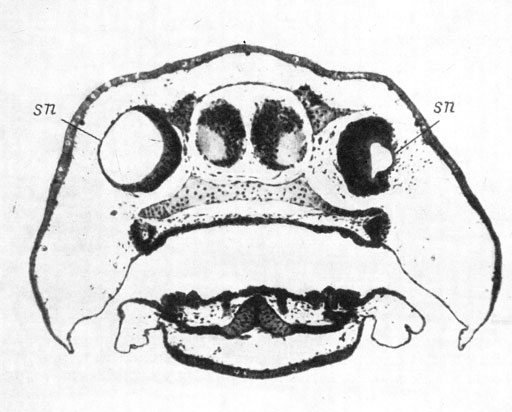 Рис. 42. Поперечный срез головы личинки Hynobius keyserlingii длиной 20 мм. Удаление нижней половины обонятельной плакоды, оперированная сторона слева. (Увел. 40)