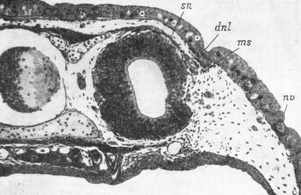 Рис. 48. Закладка слезно-носового протока у личинки Onychodactylus fischeri длиной 41 мм. (Увел. 66)