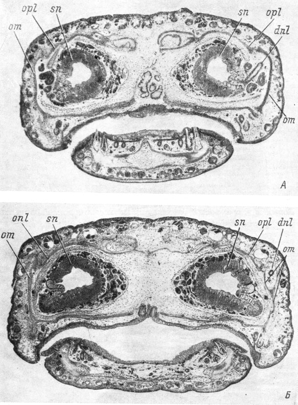 Рис. 56. Поперечные срезы головы личинки Pleurodeles waltlii длиной 50 мм, конец метаморфоза. (Увел. 36). Справа есть слезно-носовой проток, слева он уже редуцировался. А - срез на уровне впадения слезно-носового протока в обонятельный мешок; Б - срез на уровне середины слезно-носового протока, заключенного в костный канал (слева канала нет)