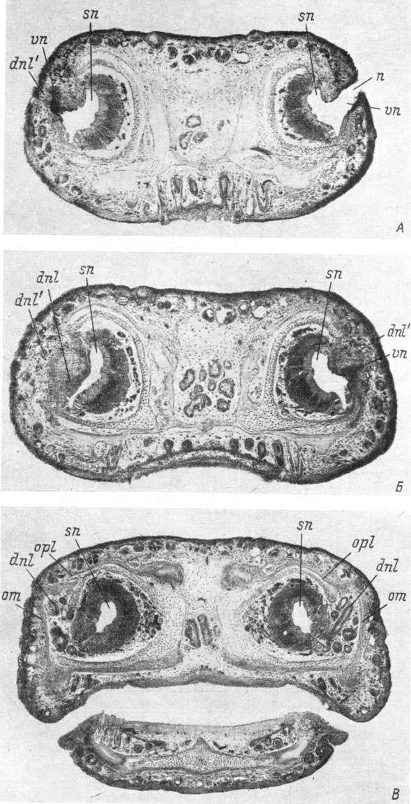 Рис. 57. Поперечные срезы головы личинки Pleurodeles waltlii длиной 48 мм, конец метаморфоза. (Увел. 36). На обеих сторонах имеется дополнительный передний конец слезно-носового протока. Справа первоначальный передний конец протока сохранился; слева он уже редуцирован. А - срез на уровне ноздрей (слева - дополнительный передний конец протока открывается у заднего края ноздри); Б - срез, проходящий несколько сзади ноздрей (слева - дополнительный передний конец протока и редуцирующийся остаток его первоначального переднего конца, продвинувшегося по боковой стенке обонятельного мешка вперед; справа - дополнительный передний конец протока, впадающий в стенку вводного канала); В - срез на уровне впадения слезно-носового протока в обонятельный мешок (справа - еще не редуцированный первоначальный передний конец протока)