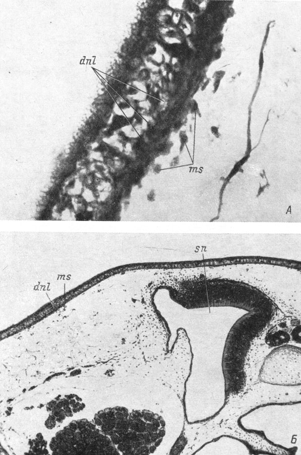 Рис. 58. Ранняя закладка слезно-носового протока у личинки Pelobates fuscus длиной 51 мм (А, увел. 450) и личинки Rana temporaria длиной 29 мм (Б, увел. 66). Поперечные срезы через левую сторону головы
