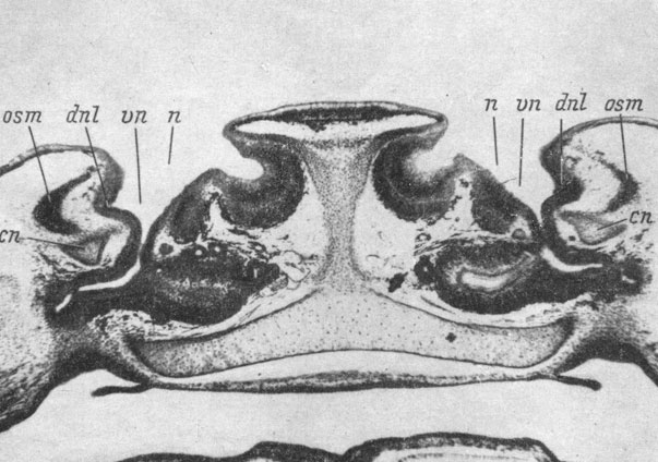 Рис. 62. Поперечный срез через голову личинки Xenopus laevis длиной 55 мм, стадия 59, на уровне впадения переднего конца слезно-носового протока во вводной канал органа обоняния. (Увел. 40)