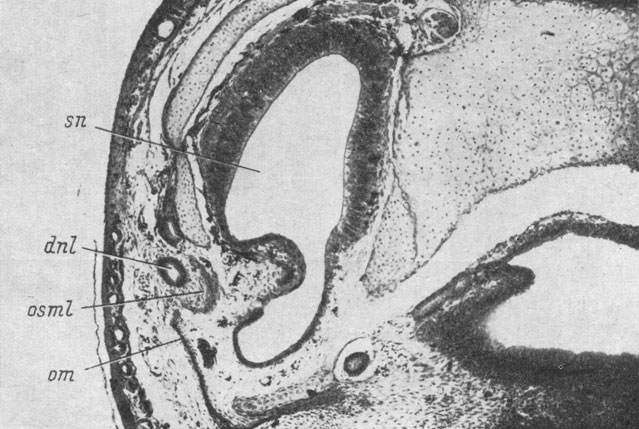 Рис. 63. Поперечный срез через левый орган обоняния сеголетки Rana temporaria длиной 13 мм. (Увел. 66)