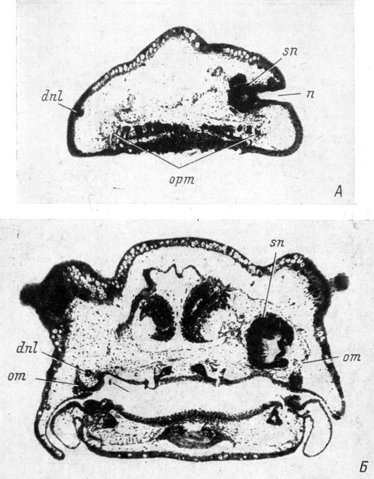 Рис. 75. Поперечные срезы головы личинки Hynobius keyserlingii длиной 29 мм на уровне ноздри (А) и на уровне хоаны (Б) (увел. 40). На оперированной стороне (слева) органа обоняния нет и развился необычный слезно-носовой проток