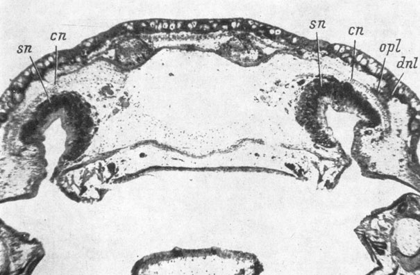 Рис. 73. Поперечный срез через голову личинки Pleurodeles waltlii длиной 58.5 мм на уровне закладки praefronto-lacrymale. (Увел. 34). Слева - оперированная сторона (нет слезно-носового протока и нет praefronto-lacrymale)