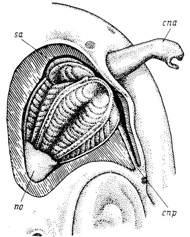 Рис. 2. Орган обоняния Polypterus delhesi. По: О. И. Шмальгаузен, 1962