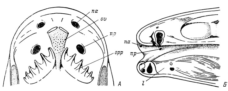 Рис. 4. Ноздри двоякодышащих рыб. А - Neoceratodus forsteri (по: Matthes, 1934); Б - Protopterus annectens (по: Паркеру из: Matthes, 1934)