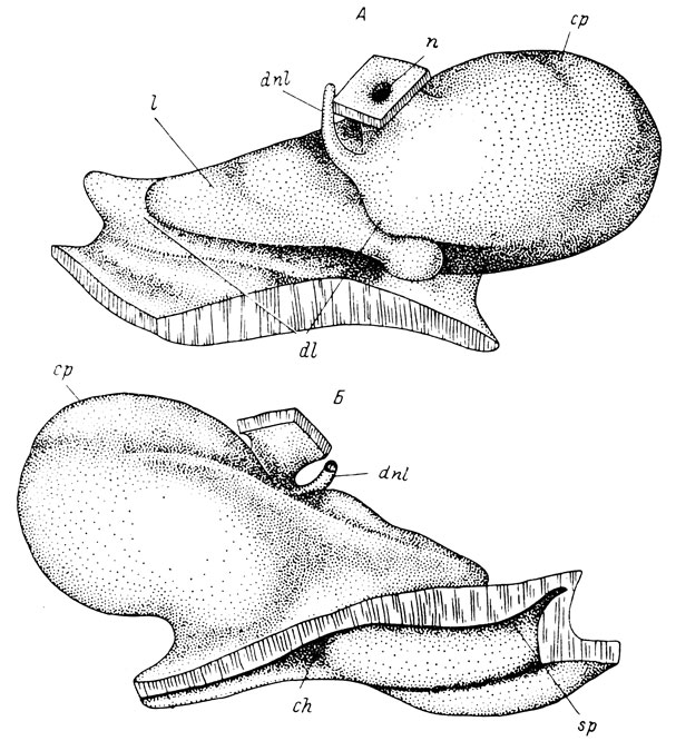 Рис. 6. Пластическая реконструкция правого органа обоняния Onychodactylus fischeri. А - вид спереди и немного сбоку; Б - вид сзади