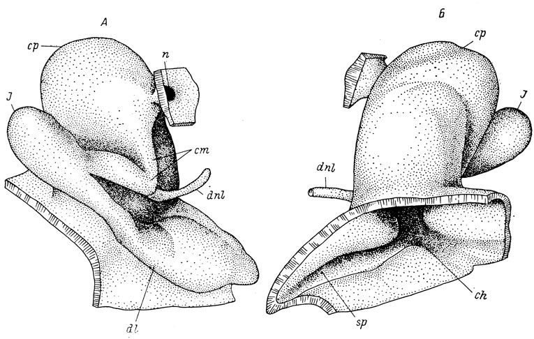 Рис. 8. Пластическая реконструкция левого органа обоняния сеголетки Rana temporaria. А - вид спереди и немного сбоку; Б - вид сзади