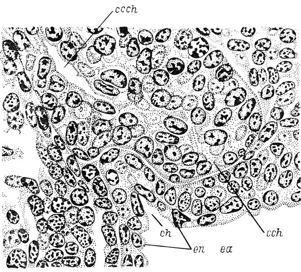 Рис. 12. Фронтальный срез головы личинки Rana esculenta длиной 8 мм на уровне соединения хоанального выроста с кишкой. (Увел. 740)