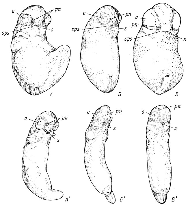 Рис. 16. Эмбрионы Triton taeniatus длиной 2 мм (А) и 3.3 мм (А'), Pleurodeles waltlii длиной 2.8 мм (Б) и 3.8 мм (Б'), Hynobius keyserlingii длиной 3 мм (В) и 5.3 мм (В'); вид с вентральной стороны и немного сбоку