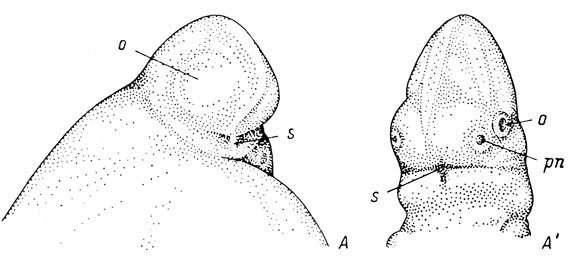Рис. 17. Эмбрионы Necturus maculatus длиной 7.6 мм (А) и 10.5 мм (А') вид с вентральной стороны и немного сбоку