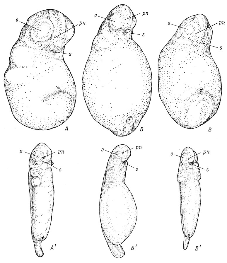 Рис. 18. Эмбрионы Triton cristatus karelini длиной 2.8 мм (А) и 5.6 мм (А'), Ranodon sibiricus длиной 5.9 мм (Б) и 8.5 мм (Б') и аксолотля длиной 2.5 мм (В) и 5.1 мм (В'); вид с вентральной стороны и немного сбоку