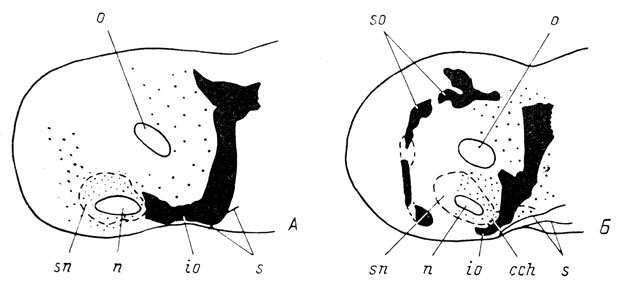 Рис. 19. Графические реконструкции поверхности головы эмбрионов Hynobius keyserlingii длиной 7 мм (А) и 9.5 мм (Б)
