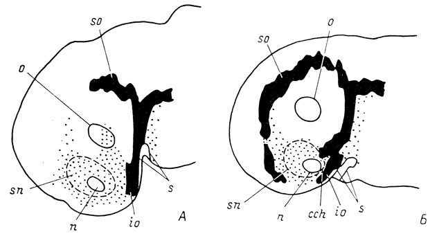Рис. 20. Графические реконструкции поверхности головы эмбрионов Ranodonsibiricus длиной 10.8 мм (А) и 15 мм (Б)