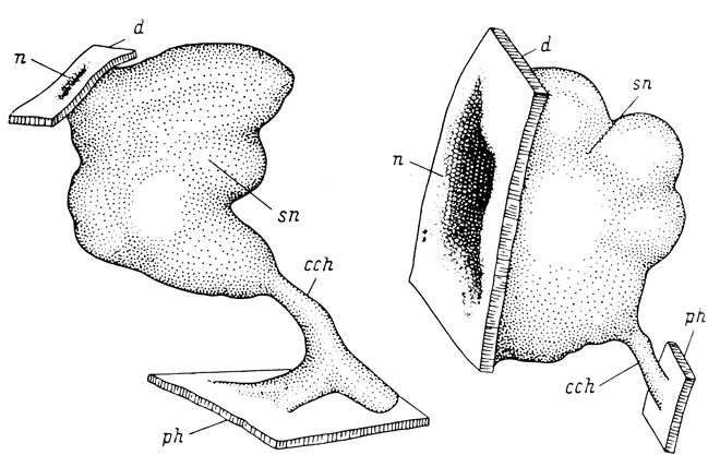 Рис. 35. Графические реконструкции органа обоняния Rana esculenta, пересаженного на место слухового пузырька