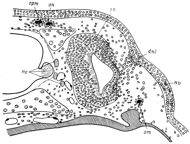 Рис. 45. Закладка слезно-носового протока у личинки Hynobius keyserlingii длиной 16 мм. По: И. И. Шмальгаузен, 1958 г.