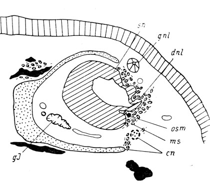 Рис. 49. Закладка septomaxillare у личинки Onychodactylus jischeri длиной 56 мм. (Увел. 66)
