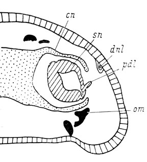 Рис. 66. Поперечный срез правого органа обоняния личинки Ranodon sibiricus длиной 60 мм на уровне присоединения слезно-носового протока к обонятельному мешку. Передняя часть протока в результате операции отсутствует, стенка обонятельного мешка образует вырост, являющийся самой проксимальной частью протока