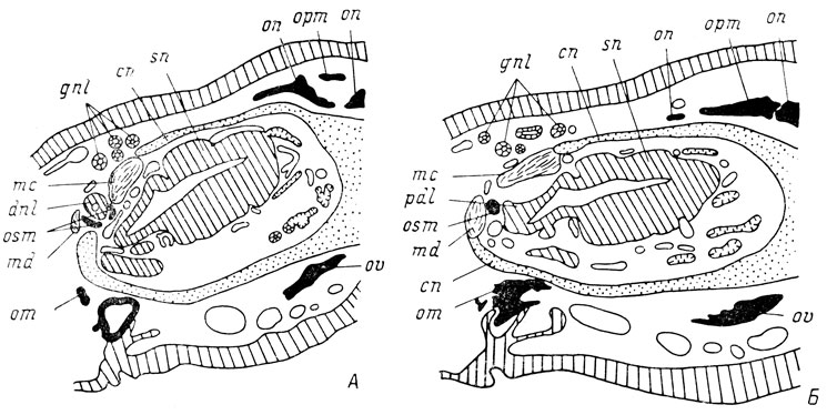 Рис. 68. Поперечные срезы головы личинок Ranodon sibiricus длиной 80 мм (А - слезно-носовой проток есть) и 83 мм (Б - слезно-носового протока нет) на уровне проксимального конца протока