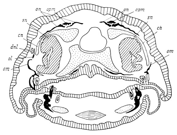 Рис. 69. Поперечный срез головы личинки Hynobius keyserlingii перед метаморфозом длиной 32 мм. На оперированной стороне (справа) нет слезно-носового протока и нет lacrymale