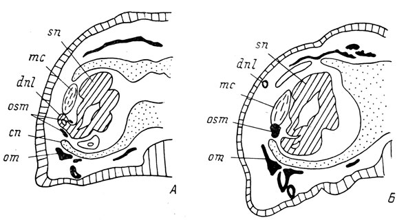 Рис. 70. Поперечные срезы через оперированную сторону головы личинок Hynobius keyserlingii длиной 34 мм (А) и 33 мм (Б). А - проксимальный конец слезно-носового протока есть, и septomaxillare образует кольцо вокруг него; Б - проксимальный конец протока отсутствует, septomaxillare - в виде плотного костного комка