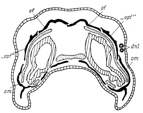 Рис. 72. Поперечный срез через голову личинки Triton taeniatus длиной 34 мм на уровне середины обонятельного мешка. Слева - оперированная сторона
