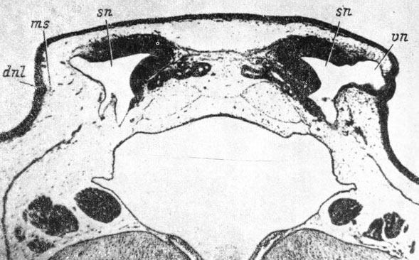 Рис. 59. Поперечный срез через голову личинки Rana temporaria длиной 30 мм. (Увел. 40). Слева - закладка слезно-носового протока