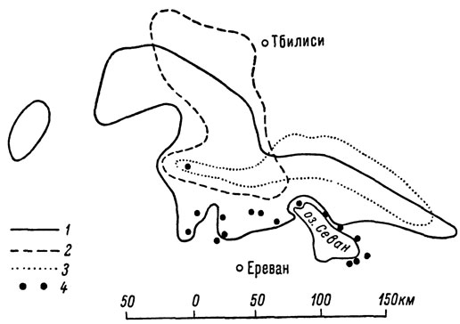 . 3.         : 1 - L. armeniaca; 2 - L. dahli; 3 - L. rostombekovi; 4 -   L. unisexualis