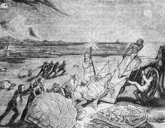 Старинная гравюра, изображающая ловлю черепах на побережье Кубы. (><i>Когда-то зеленые черепахи откладывали яйца на карибских пляжах этого острова, но тамошняя популяция была почти полностью уничтожена - возможно, из-за такого хищнического истребления черепах, на которое указывает данная гравюра.</i>)