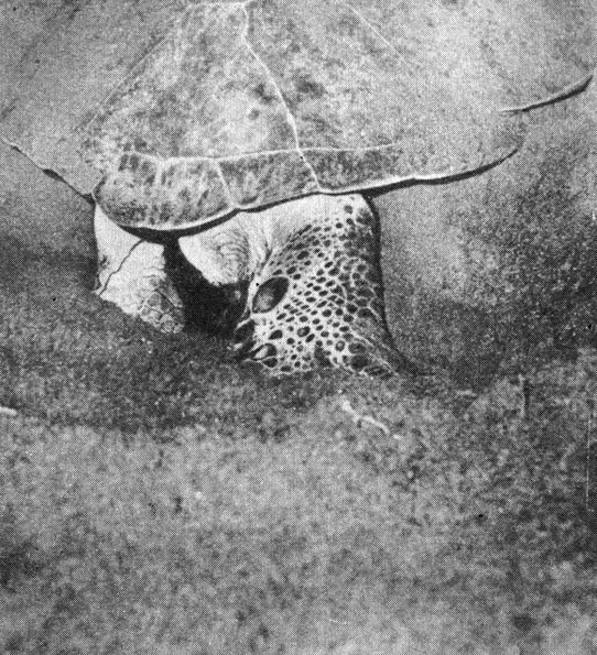 Зеленая черепаха, выгребающая песок во время постройки гнезда (Тортугеро). (Эта и следующие пять фотографий показывают различные стадии рытья гнезда, откладывания яиц и закапывания их.)