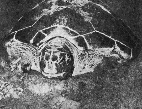 Черепаха слегка поднимает голову, как показано на фотографии, непосредственно перед тем моментом, когда она откладывает яйцо (или два, три или четыре одновременно)
