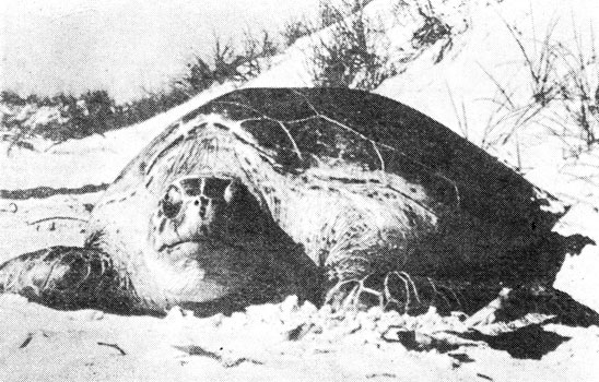 Старый самец зеленой черепахи, пойманный в Мексиканском заливе у Янкитауна (Флорида). (Снят на пляже в Дайтона-Бич во время опытов по отысканию моря.)