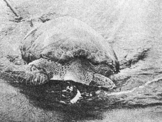 Зеленая черепаха, брошенная умирать после того, как ее нижний щит был срезан для получения калипи (Тортугеро)