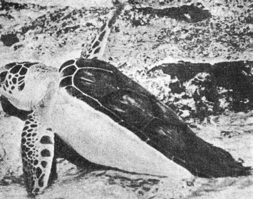 Годовалая зеленая черепаха (Бимини, 1962 год)