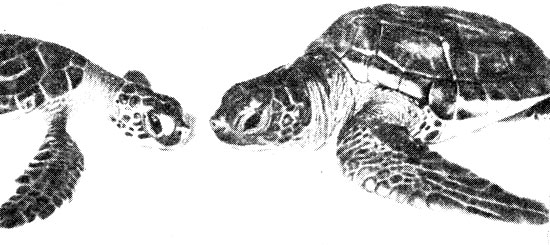 Молодые зеленые черепахи. (Слева - атлантическая (Тортугеро); справа - тихоокеанская (рифы Френч-Фригат) с более массивным телом и более интенсивной черной пигментацией, что характерно для большинства линий восточного побережья Тихого океана.)