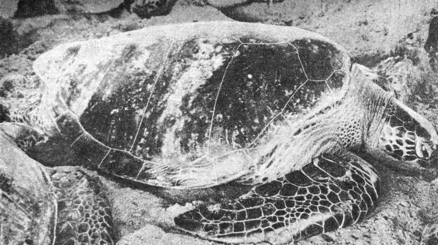 Тихоокеанская черепаха в Ла-Пасе (Нижняя Калифорния). (Для нее характера темная окраска карапакса, головы, ластов и пластов.)