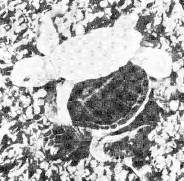 Зеленая черепаха-альбинос (Тортугеро, 1965 год). (Из 150 с лишним тысяч новорожденных черепашек, выведенных в инкубаторе Корпорации сохранения карибской природы, четыре были альбиносами.)
