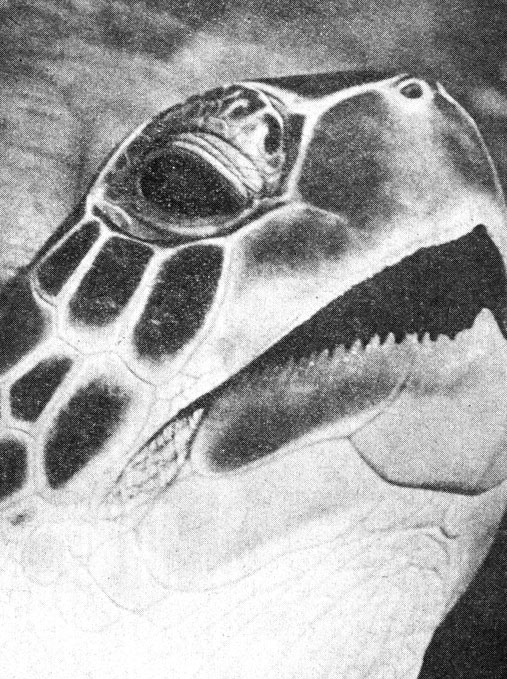 Молодая зеленая черепаха, показывающая зазубренную нижнюю челюсть, характерную для Chelonia. (Форма ее, возможно, определяется способом питания.)