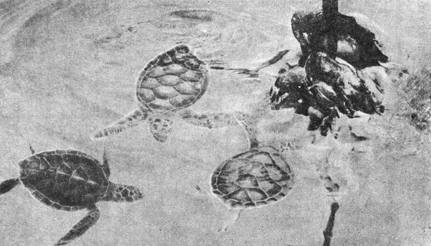 Восмимесячные зеленые черепахи из Коста-Рики, жадно обследующие мясо моллюсков, которое будет для них нарублено