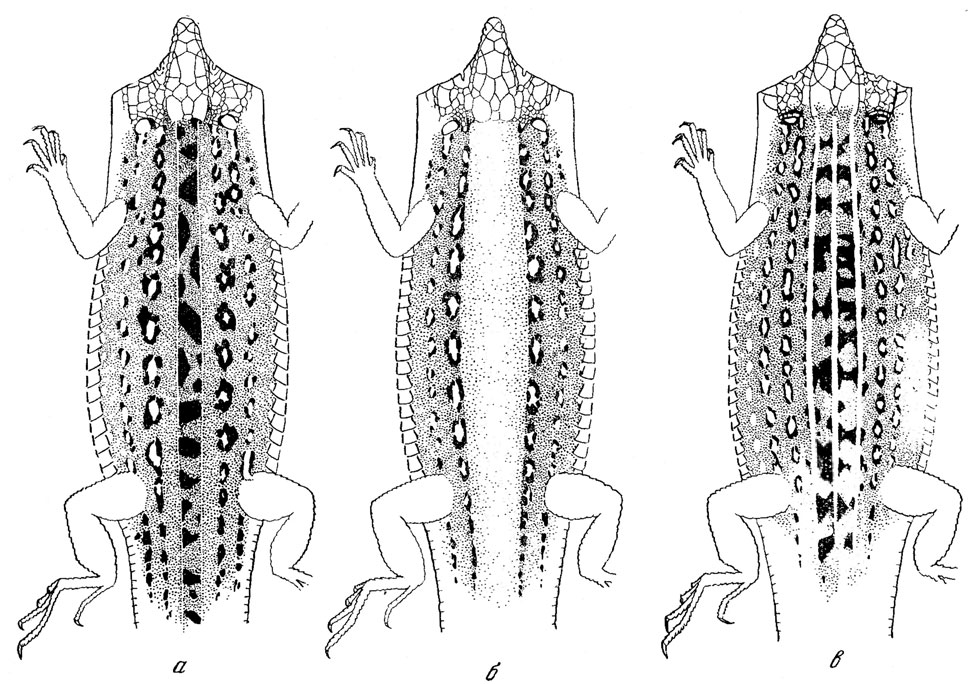 . 27.    :  - L. . chersonensis;  -   abernot erythrorus;  - L. a. exigua ( , 1948)