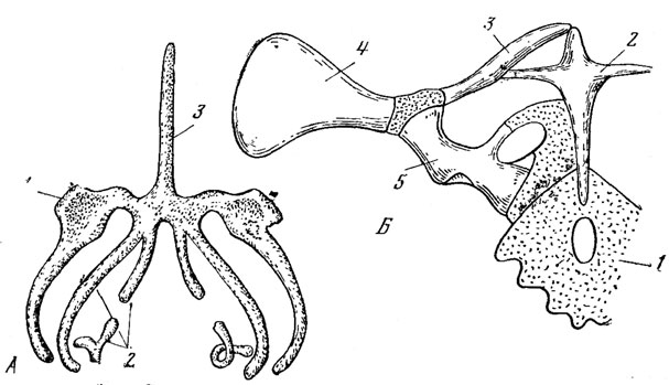 . 42.     ( )      , )   : 1 - cornua hyalia; 2-. branchialia; 3 - proc. entoglossus ( Wiedersheim, 1892; Gegenbaur, 1864 - 1865); : 1 - sternum; 2 - episterniim; 3 -clavicula; 4 - scapulaj- 5 - coracoid (no Gegenbaur, 1864 - 1865)