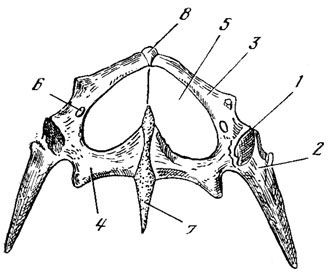 . 44.     . 1 - acetabulum; 2 - ileum; 3 - pubis; 4 - ishium; 5 - fenestra ishiopubica; 6 - canalis obturatorius; 7 - proc. hypoishiadicus; 8 - proc. epipubis (no Wiedersheium, 1892)