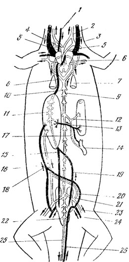 . 47.       . 1 - v. cranialis; 2 - a. carotides; 3 - v. jugulares; 4 - ductus caroticus; 5 - arcus aortae; 6 - a. pulmonalis; 7	- ; 8 - 15 - v. cava posterior; 9 - a. dorsalis; 10 - a. vertebralis; II	- ; 12 - a. coeliaca; 13 - v. porta hepatica; 14 - ; 16 - v. abdomlnalis; 17 - a. mesenterica caudalis; 18 - a. abdominalis; 19 - v. renalis; 20	- v. lateralis; 21 - a. lateralis; 22 - a. renalis; 23 - a. iliacae; 24 - v. iliacae; 25 - a. caudalis; 25 - v. caudalis