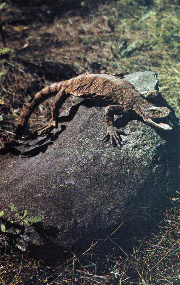 11.   (Psammosaurus griseus)       