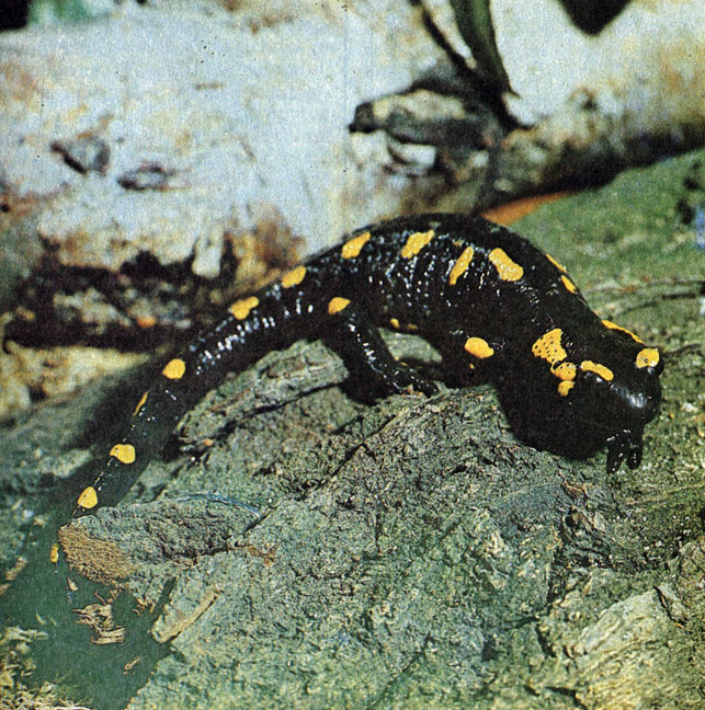 41.          .   (Salamandra salamandra)