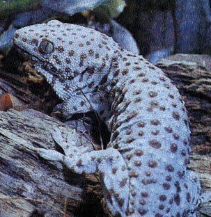 64.  (Gecko gekko)    